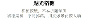 越光稻穗 稻梗較硬，不易折斷傾倒 稻穗飽滿，不易掉落，用於爆米花較大顆